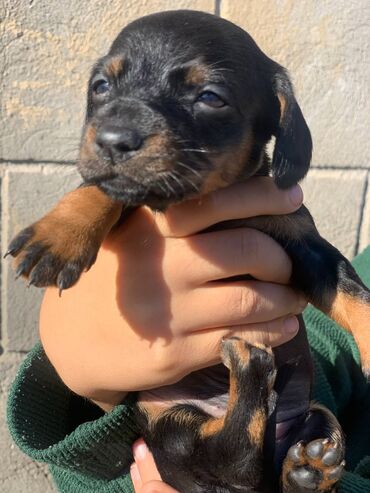 чау чау собака: Такса, 1 месяц, Самец, С прививкой