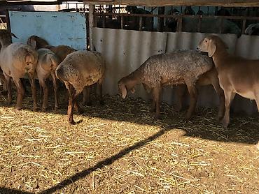 кошка беловодск: Сатам | Ургаачы кой (ургаачы), Козу, Кочкор (эркек) | Арашан | Көбөйтүү үчүн | Токту — 4