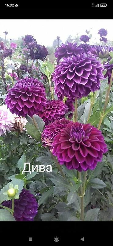 синеножки грибы: Георгины — сортовые делёнки/клубни Представлены проверенные — 3