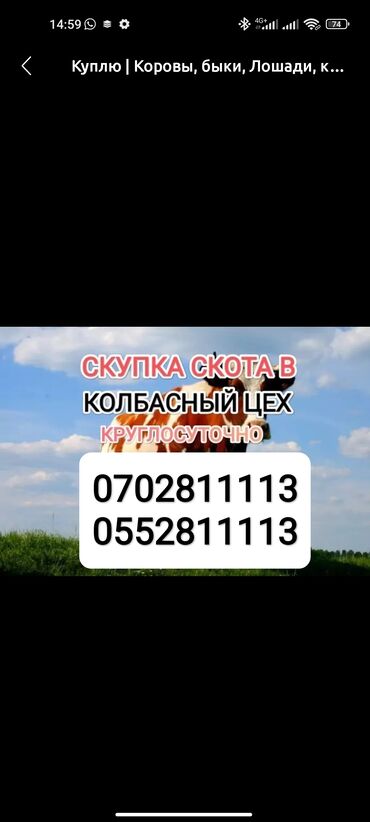 сокулук кой: Сатып алам | Кочкорлор, койлор, Уйлар, букалар, Жылкылар, аттар | Бардык шартта, Союлган, Союуга, этке