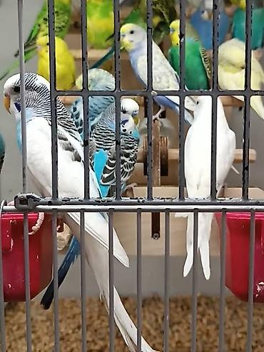 tutuquşu jumbo: Sağlam papuqaylar 13 manatdan satıram az qalıb TƏLƏSİN — 1