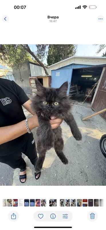 Gəmiricilər: Meyn-kun, Dişi, Ünvandan götürmə, Ödənişli çatdırılma