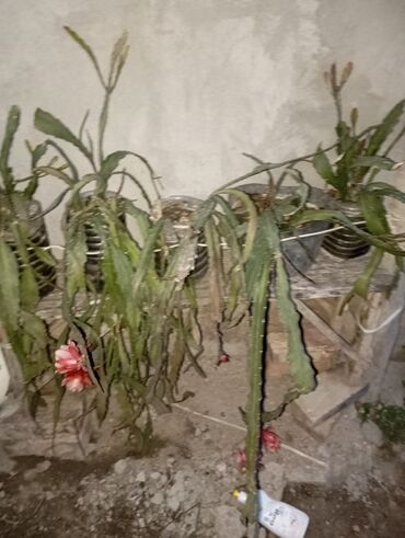 комнатный растения: Кактусы
