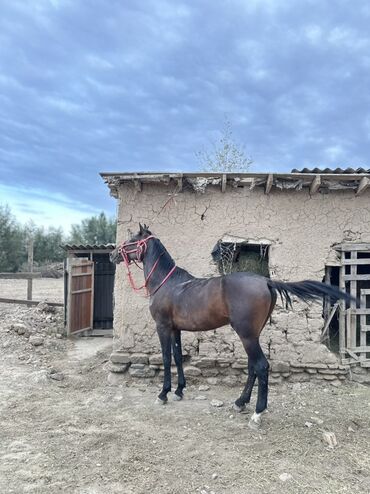 Лошади, кони: Продаю | Жеребец | Рабочий — 1