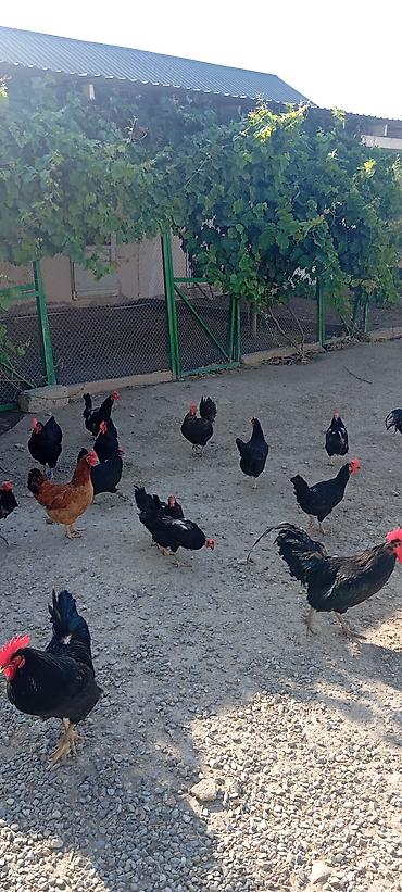 kirpi satisi: Toyuq, Australorp, Ətlik, Ünvandan götürmə — 3