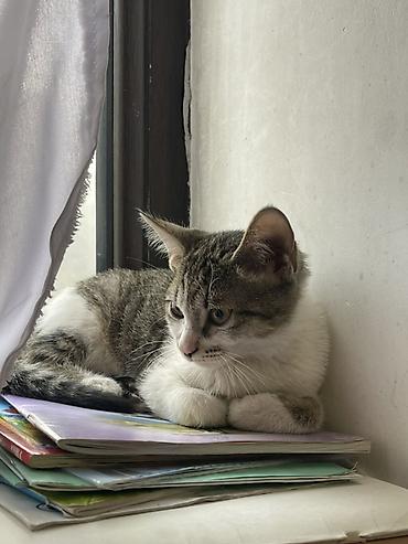 Котенок домашний, короткошерстный. Окрас: серо‑табби с белыми лапками