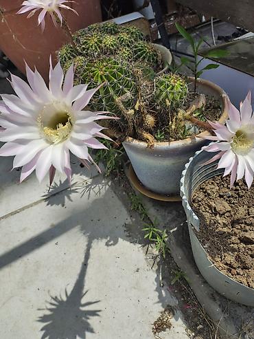 xan cinarı: Echinopsis oxygona (gecə açan kaktus) – saksıda çoxillik kaktus - — 3