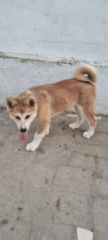 Akvarium aksessuar və ləvazimatları: Akita-inu, 4 ay, Dişi, Peyvəndli, Ünvandan götürmə