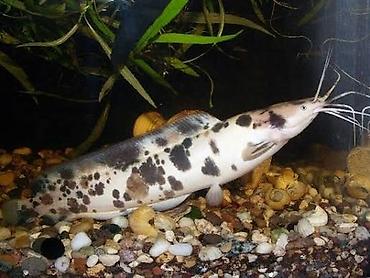 Балыктар: Продам двух отличных, крупных сомиков — Клариасов пятнистых (Clarias — 1
