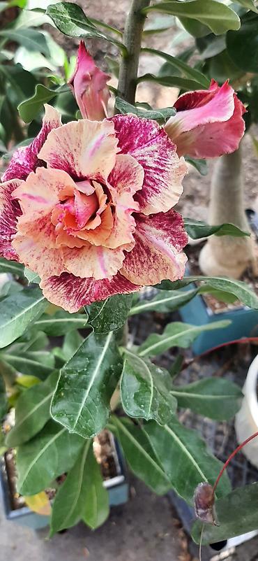 Комнатные растения из собственной коллекции 1) Адениум, «пустынная