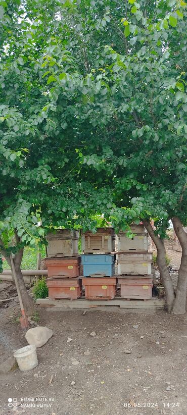 Arılar: Salam. arı yeşiyi satılır özüm düzəltmişəm. qalın materialdan