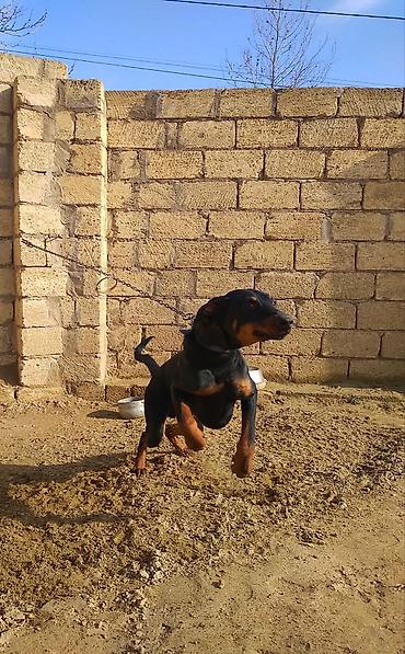 İtlər: Doberman, 9 ay, Erkek — 9