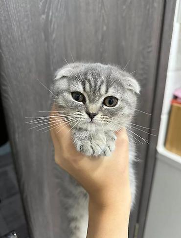 Продажа кошек: Скотиш Фолд (Шотландская вислоухая), 4 месяца, Девочка, Серый — 4