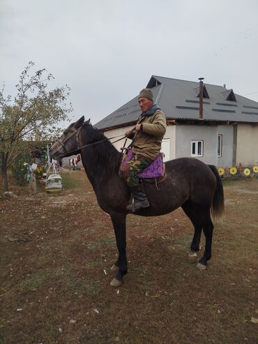 булдок ит: Продаю | Конь (самец) | Рабочий