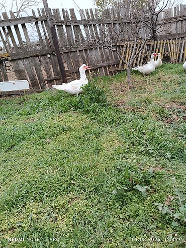 Ördəklər: Dişi, | Lal ördək, Damazlıq, Ünvandan götürmə, Ödənişli çatdırılma — 2