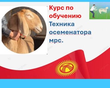 секция по волейболу для подростков бишкек: 🇰🇬 койлорду уруктандыруу боюнча окутуу курсу. 🔬кесиптик билим