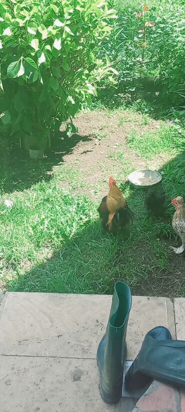 Xoruzlar: Xoruz, Yapon, il: 2, Ünvandan götürmə, Ödənişli çatdırılma