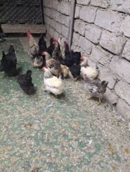 Toyuqlar: Tam saglam yumurtayan toyuglar Bakının Digah kendi — 12