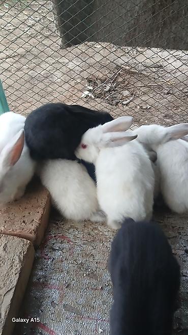 Продам с/х животных: Продаю | Крольчата | Для разведения — 4