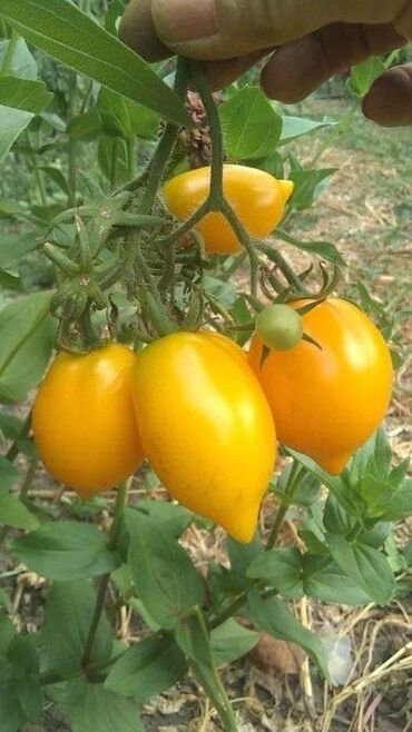 Semena i sadnice: Seme paradajza! Crveni jabučar Žuti jabučar Narandžasti jabučar — 3