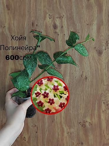 неделю: Комнатные растения — саженцы и черенки. 1) Живое дерево (лечебное) — — 10
