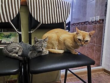 кошки свинкс: Кошка даром: Беспородная, 1 месяц, Девочка, Приучена к лотку — 2