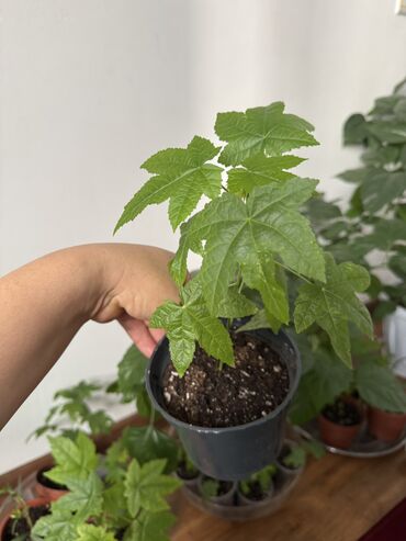 Другие комнатные растения: Гузмания абутилон оранжевый,каланхое розовый махровый,амазонская — 17