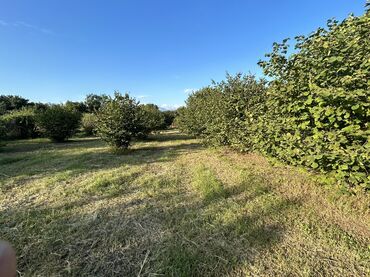 бина аз недвижимость: Для сельского хозяйства