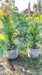 3d kafel metlax: Finik palma her qiymətə olanı var sifariş üçün əlaqə saxlaya bilərsiz