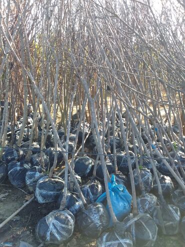 Şitillər: Bütün növ dekarativ ağacların və kol bitkiləri və meyvə ağacların -da lalafo.az — 13 Şitillər: Bütün növ dekarativ ağacların və kol bitkiləri və meyvə ağacların — 13