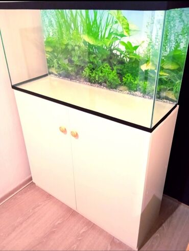 akvarium qiymətləri: Salam. Qiymet tek akvaryuma aitdi isreyen olsa altiqiyla bir yerde 150