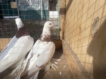 Другие с/х животные: Породные голуби с «чубом» и мощным зобом (дутыши/крякуны), окраска — 3