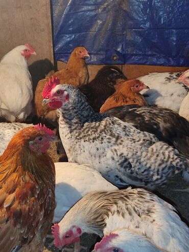 Toyuqlar: Tam ev şəraitində bəslənmiş rəngli kənd beçələridir.çəkiləri 1 -da lalafo.az — 5 Toyuqlar: Tam ev şəraitində bəslənmiş rəngli kənd beçələridir.çəkiləri 1 — 5