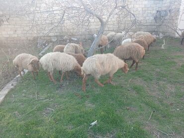 Qoyunlar, qoçlar: Məhsul: Qoyun sürüsü ana bala heyvanlardlr.icinde qocda var.hamlsl — 10