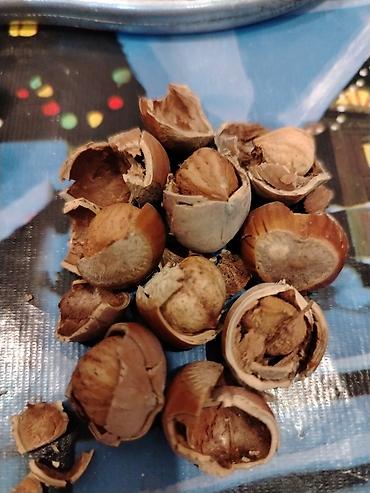 Ləpələr: Findiq oz yerimin fidigidi zaqatala findigidi 100 kilodur kilosunu 6 — 4