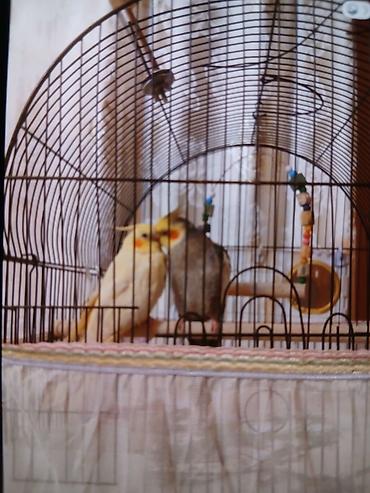 heyvan: Nimfa (Cockatiel) cütü – ev quşları - Növ: Nimfa (cockatiel) – bir — 3