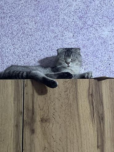 куплю конь: Шотландская вислоухая кошка (Scottish Fold) - Окрас: серебристый — 1