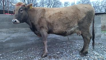 Коровы, быки: Продаю | Корова (самка) — 5