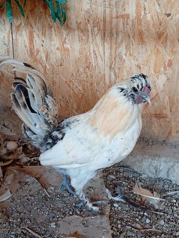 грызуны домашние: Сатам | Короздор | Көбөйтүү үчүн