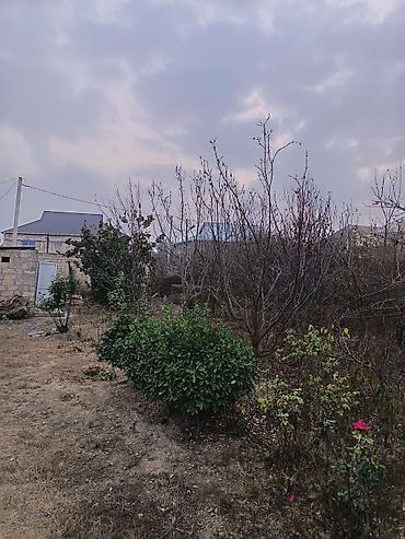 rozmarin bitkisi: Şirvan şeher kend evleri Şeherin merkezi 4 sot torpaq satilir — 1