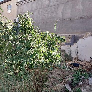 bakıda: 36 sot, Tikinti, Makler, Kupça (Çıxarış) — 2