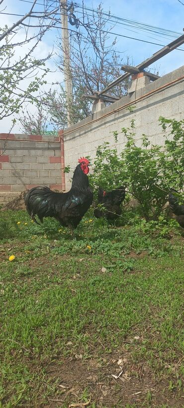 купить суточных цыплят: Австролорп Румыния суточные цыплята линия Космин