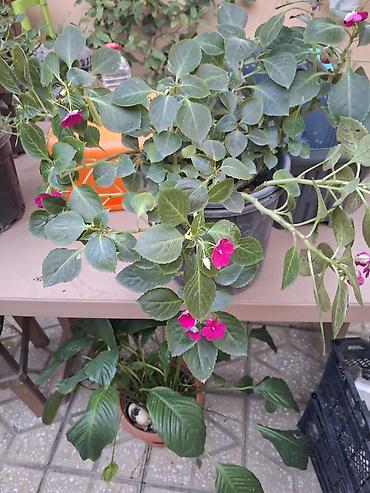 kalistamon gulu: Impatiens (Balsamin) saksı gülü – canlı çəhrayı çiçəklərlə - Bitki — 2