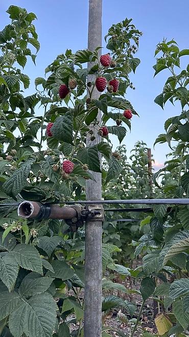 малина поля: Саженцы малины Маргарита (ремонтантные сорта) для промышленной и — 2