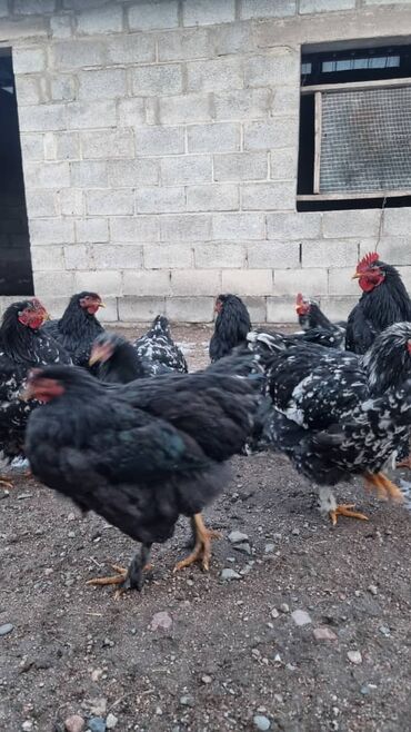 Птицы: Мраморный Кохин — 3