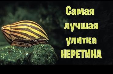Балыктар: Неретина (аквариумная улитка) - Вид: Neritina (зебровая окраска — 1