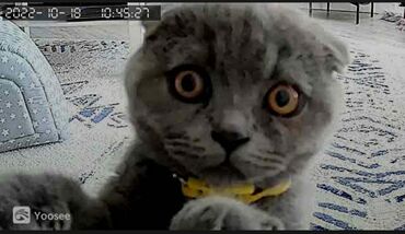 Videomüşahidə: 🔸Original HISEEPU brendi olan Wifi PTZ smart ip kamera 📽️KAMERANIN — 11