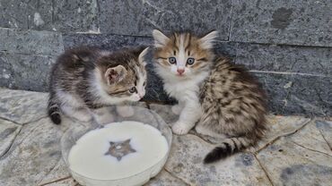 если стерилизовать кошку будет ли течка: Кошка даром: Бенгальская, 2 месяца, Девочка, Метис, Приучена к лотку