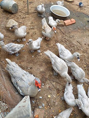 qaqa ordeyi: Lavanda erkek balalar qan deyisim meqsedi ile barter olunur ancaq — 2