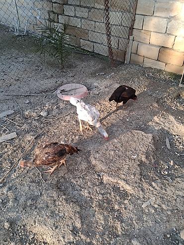 Cücələr: Toyuq cücələri, Ətlik — 7